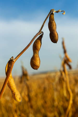 Agrobusiness operation. Soy plantation, for human consumption.の写真素材