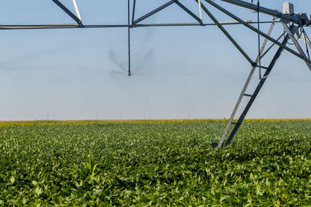 Agrobusiness operation. Soy plantation, for human consumption.の写真素材