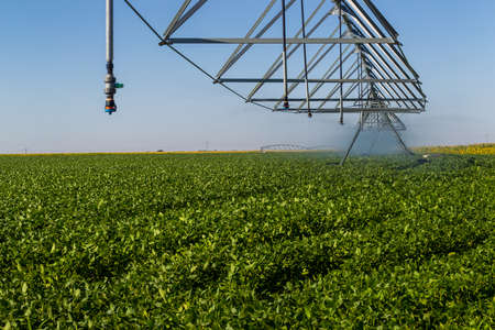 Agrobusiness operation. Soy plantation, for human consumption.の写真素材