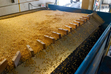 Agrobusiness operation. Soy plantation, for human consumption.の写真素材