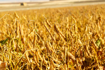 Agrobusiness operation. Soy plantation, for human consumption.の写真素材