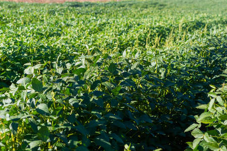 Agrobusiness operation. Soy plantation, for human consumption.の写真素材