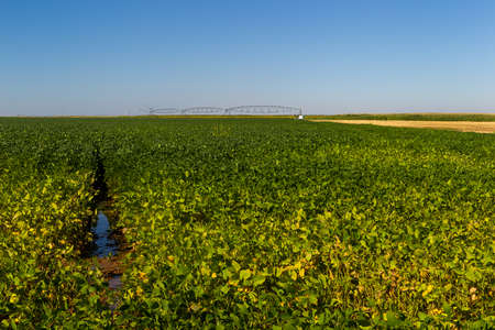 Agrobusiness operation. Soy plantation, for human consumption.の写真素材