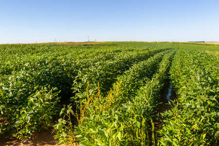 Agrobusiness operation. Soy plantation, for human consumption.