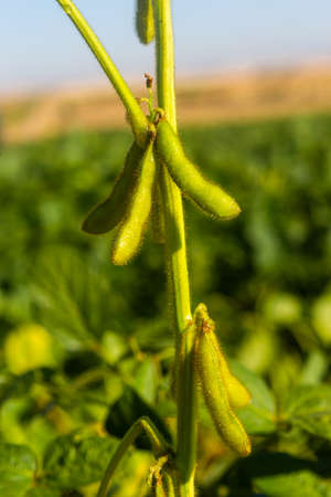 Agrobusiness operation. Soy plantation, for human consumption.の写真素材
