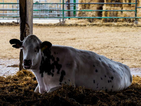 Calf and cow farm for the production of milk for human consumption.の写真素材
