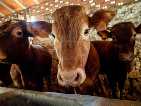 Farm of calves and cows for meat production for human consumptionの写真素材