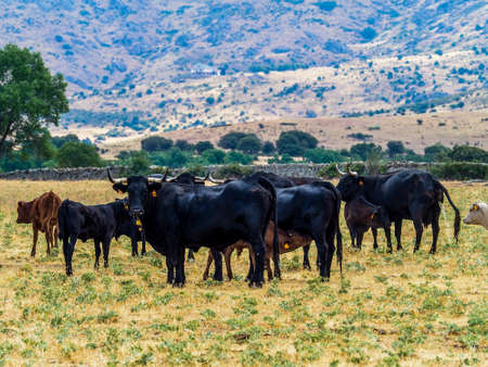 Breeding of cattle on farms in the Sierra de Madrid, Spain.の写真素材