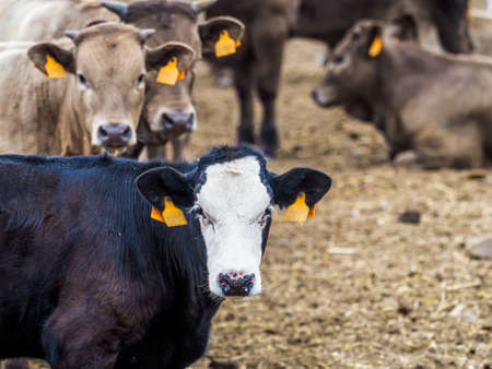 Breeding of cattle on farms in the Sierra de Madrid, Spain.の写真素材