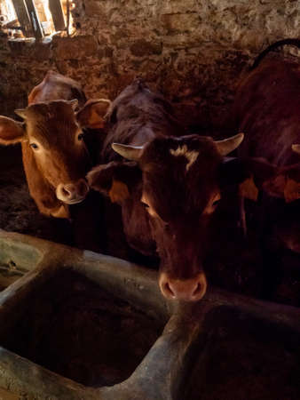 Farm of calves and cows for meat production for human consumptionの写真素材