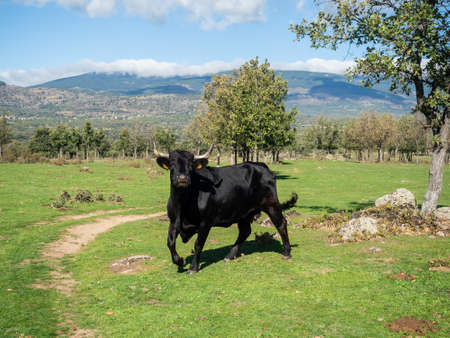 Farm of calves and cows for meat production for human consumptionの写真素材