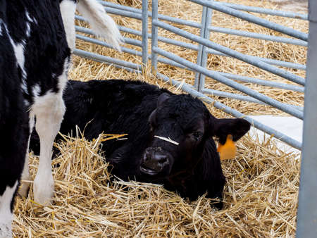 Calf and cow farm for the production of milk for human consumption.の写真素材