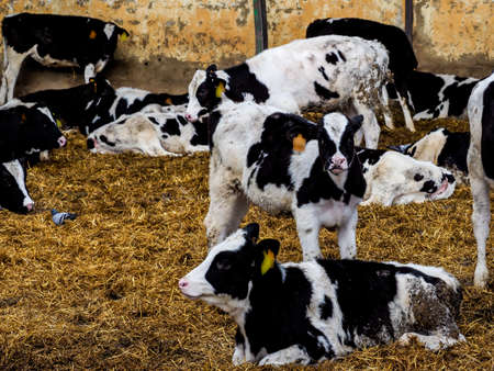 Calf and cow farm for the production of milk for human consumption.の写真素材