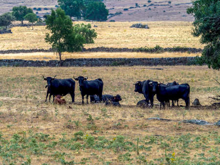 Breeding of cattle on farms in the Sierra de Madrid, Spain.の写真素材
