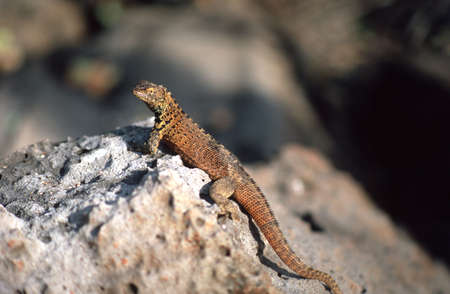 GALAPAGOS ISLANDS, ECUADOR - CIRCA JULY 2007: LAND IGUANA (Conolophus subcristatus or pallidus) perched on a rock with blurry background  circa July 2007 in Galapagos Islands,  Ecuadorのeditorial素材