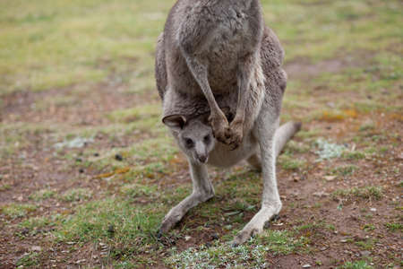 Kangaroo with baby in its pouch, Australiaの写真素材