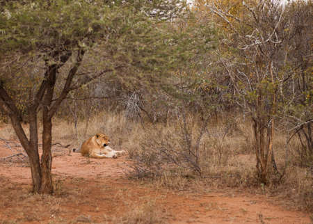 Female lion relaxing in the bush, South Africaの写真素材