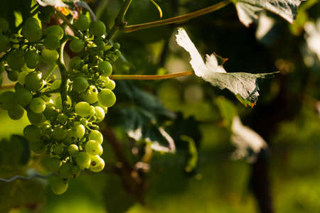 Grapes on the vine in a sunny vineyardの写真素材