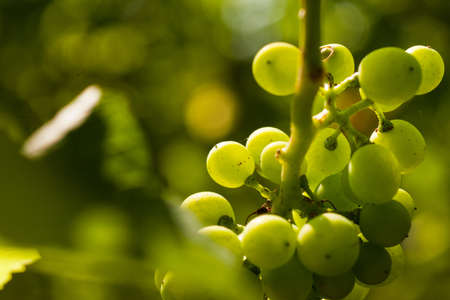 Grapes on the vine in a sunny vineyardの写真素材