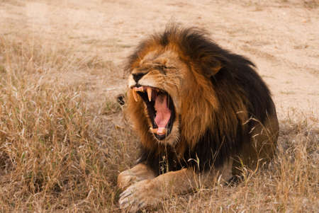 Yawning lion near Kruger National Park, Hoedspruit, South Africaの写真素材