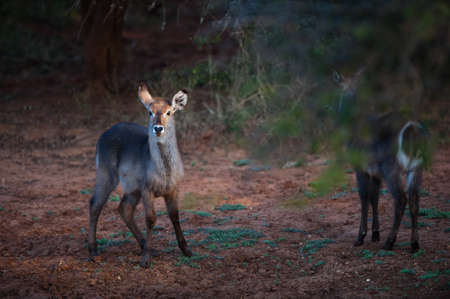 Female Ellipsen waterbuck (Kobus ellipsiprymnus ellipsiprymnus), Kruger National parkの写真素材