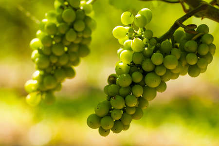 Grapes on the vine in a sunny vineyardの写真素材