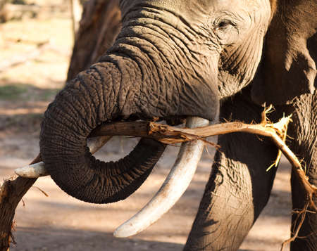 African bush elephant (Loxodonta africana) munching on branchの写真素材