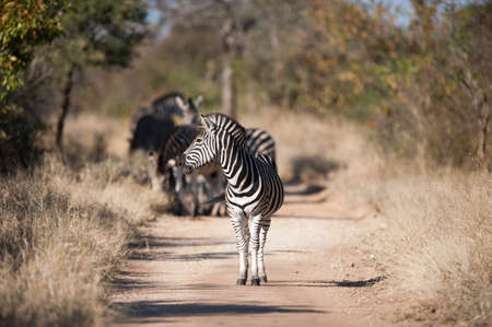 Plains zebra (Equus quagga) walking, South Africaの写真素材