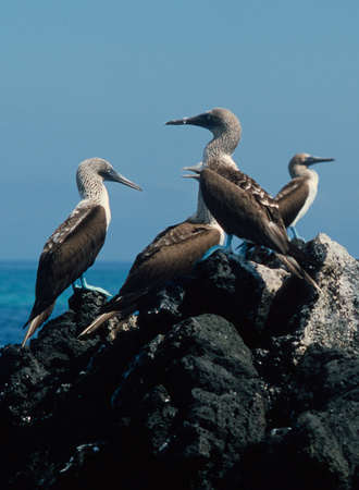 Blue-footed boobies (Sula nebouxii) in the Galapagos Islandsの写真素材