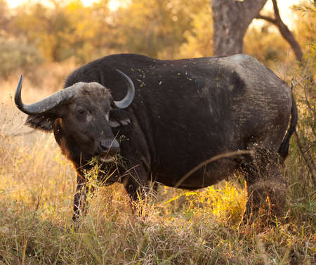 An African Buffalo  Syncerus caffer  の写真素材