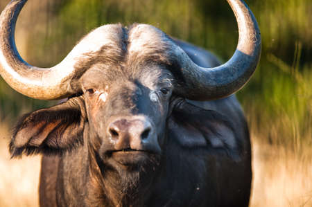 African buffalo (Syncerus caffer) near Kruger National Parkの写真素材