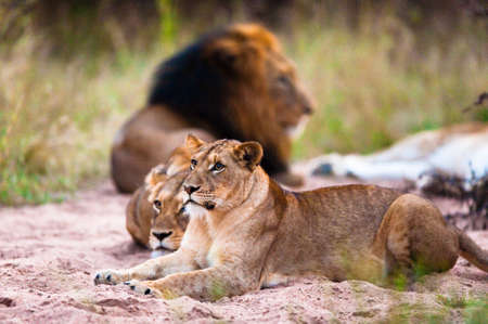 Lions (Leo panthera) resting, near Kruger National Parkの写真素材