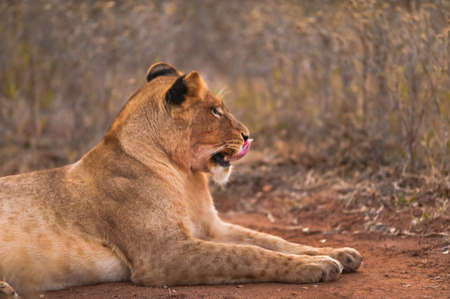 Female lion licking lips, near Kruger National Parkの写真素材