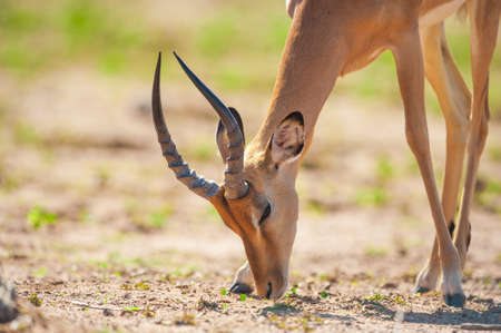 Impala (Aepyceros melampus) in
Chobe National Park, Botswanaの写真素材