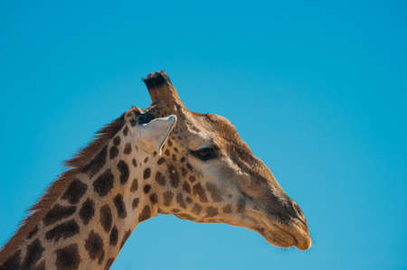 Giraffe (Giraffa camelopardalis) and blue sky, Chobe National Parkの写真素材