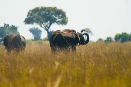 Elephant throwing dirt to cool off, Chobe National Parkの写真素材