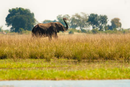Elephant throwing dirt to cool off, Chobe National Parkの写真素材
