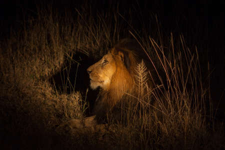 Lion in bush at night near Kruger National Parkの写真素材