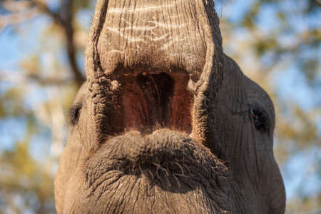 Inside the mouth of an African bush elephantの写真素材
