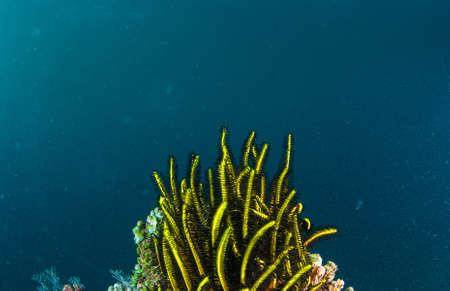 Underwater coral, fish, and plants Bali, Indonesiaの写真素材