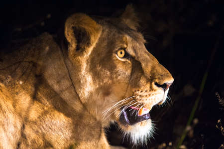 Lioness at night near Kruger National Parkの写真素材