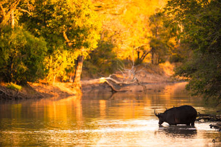 Cape buffalo (Syncerus caffer) drinking from riverの写真素材
