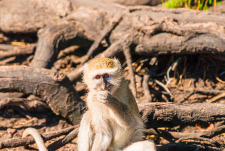 Vervet monkeys and branches, Chobe National Park