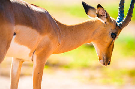 Impala (Aepyceros melampus) inChobe National Park, Botswana