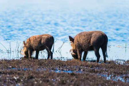 Two warthogs drinking from the Chobe riverの写真素材