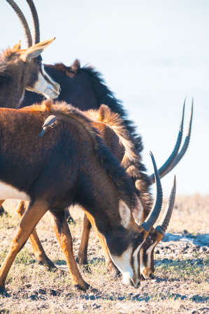 Oryx / Gemsbok (Oryx gazelle) by water, Chobe National Parkの写真素材