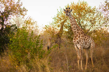 Giraffe (Giraffa camelopardalis) in the bush, South Africaの写真素材