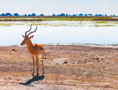Impala  Aepyceros melampus  inChobe National Park, Botswanaの写真素材