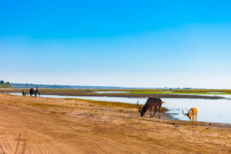 Impala, kudu, and elephants, Chobe National Parkの写真素材