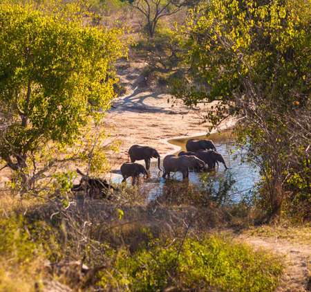 Group of African bush elephants (Loxodonta africana) drinkingの写真素材